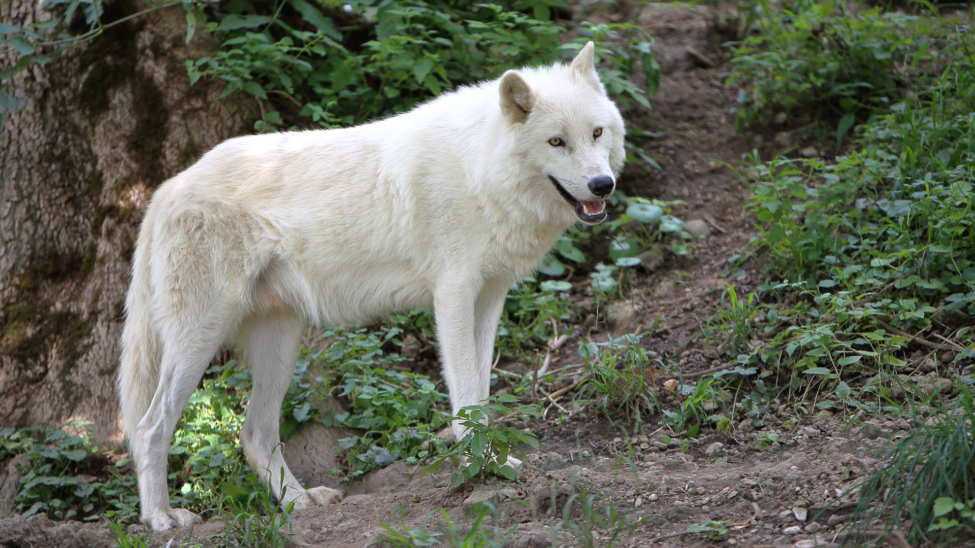 Weißer Wolf - Salzburger Zoo (03)