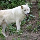 Weißer Wolf - Salzburger Zoo (03)