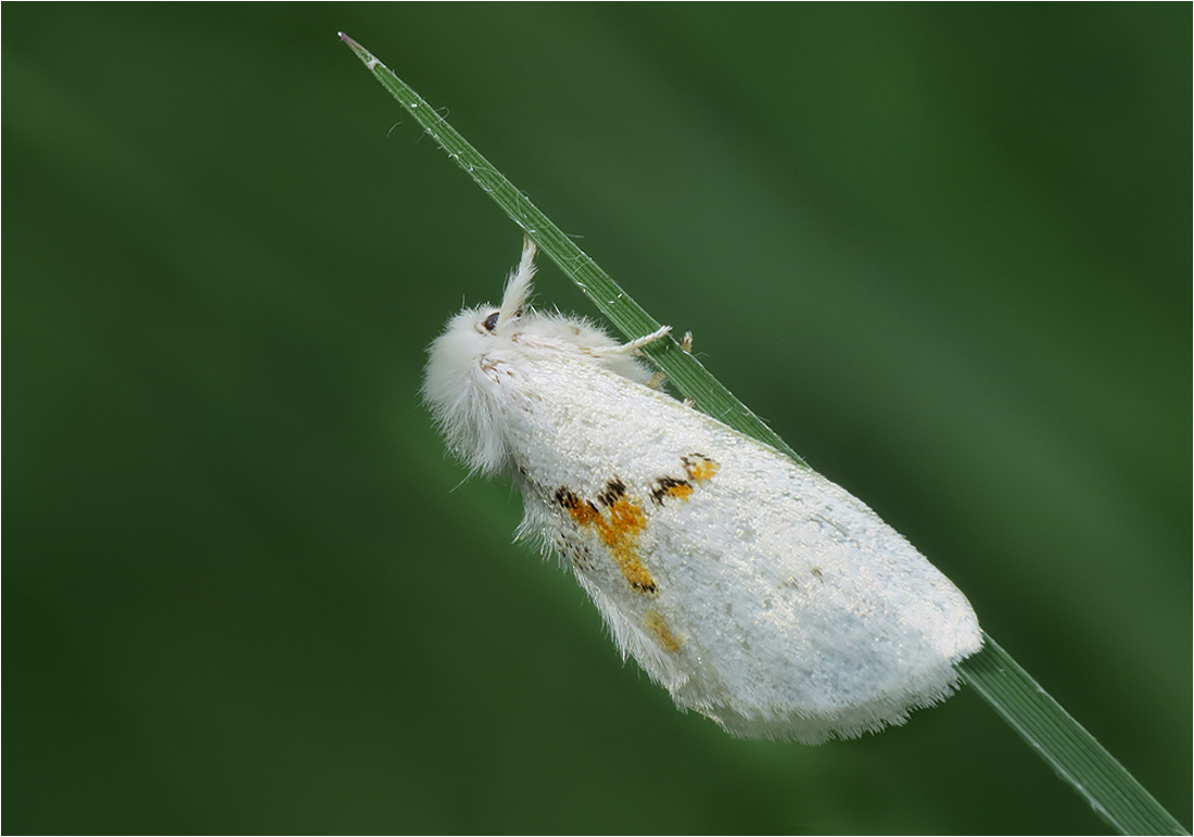   Weißer Zahnspinner