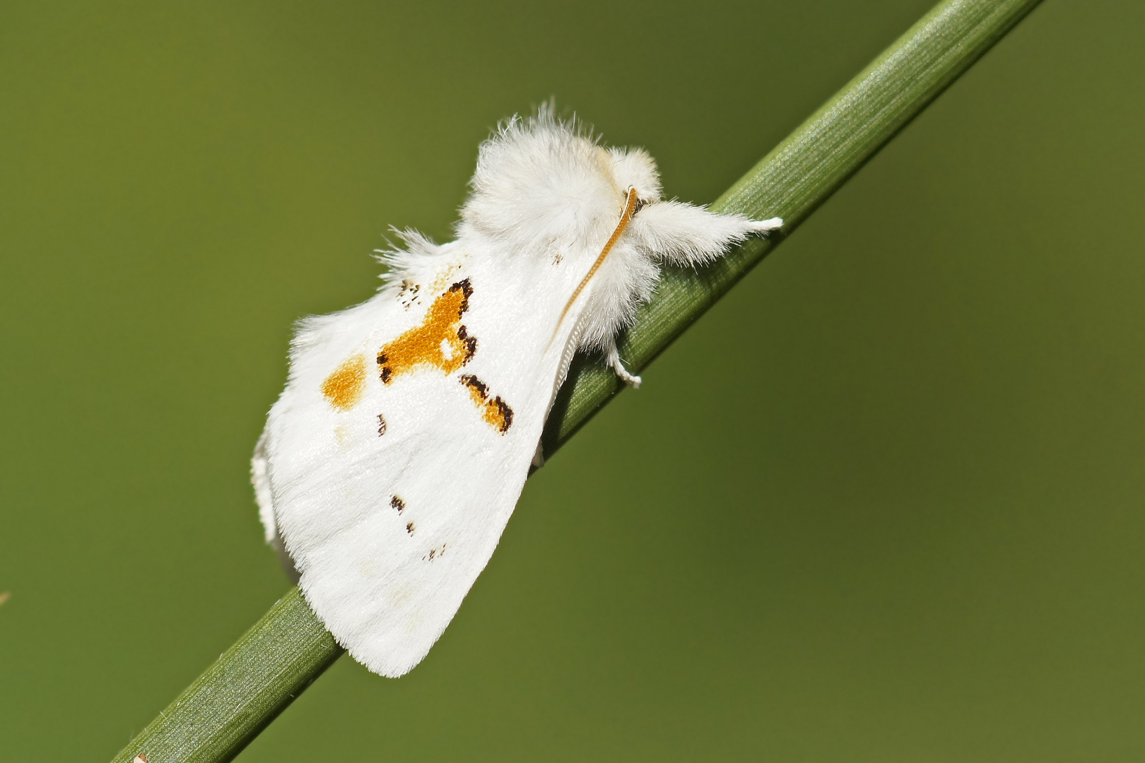 Weißer Zahnspinner (Leucodonta bicoloria)