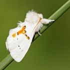 Weißer Zahnspinner (Leucodonta bicoloria)