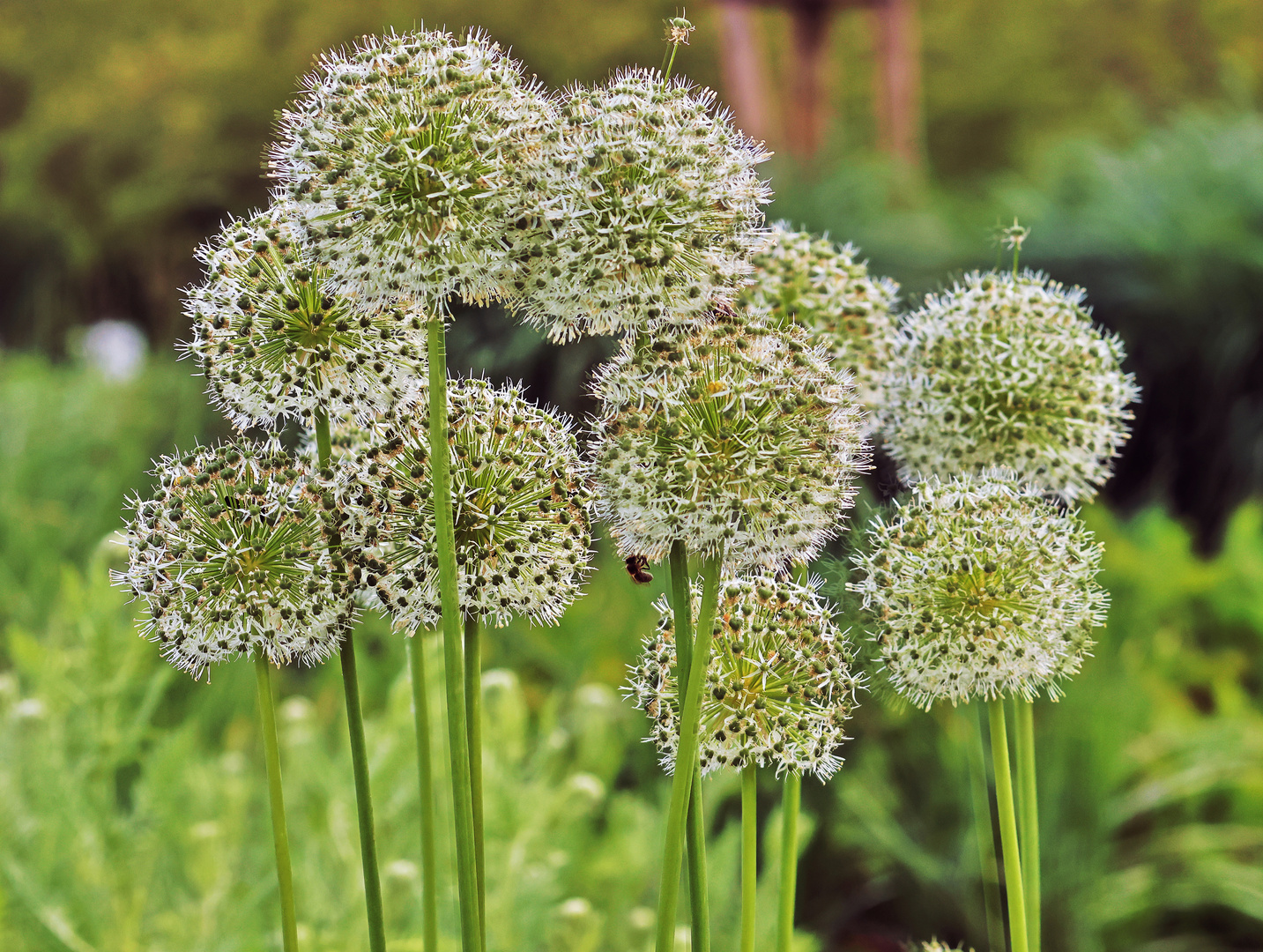 Weißer Zierlauch (Allium giganteum) im Sole-Aktiv-Park