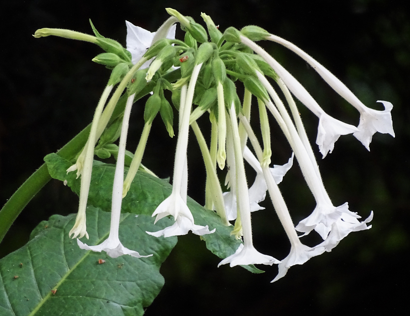 weißer Ziertaback ( Nicotia silvestris )