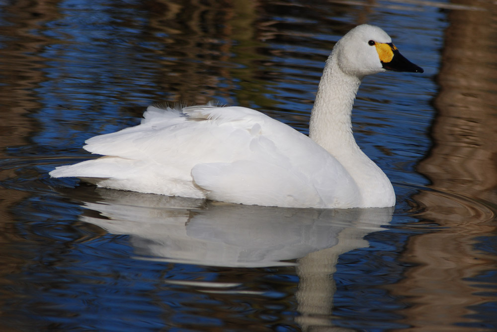 weisser Zwergschwan