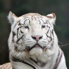 Weisser_Tiger