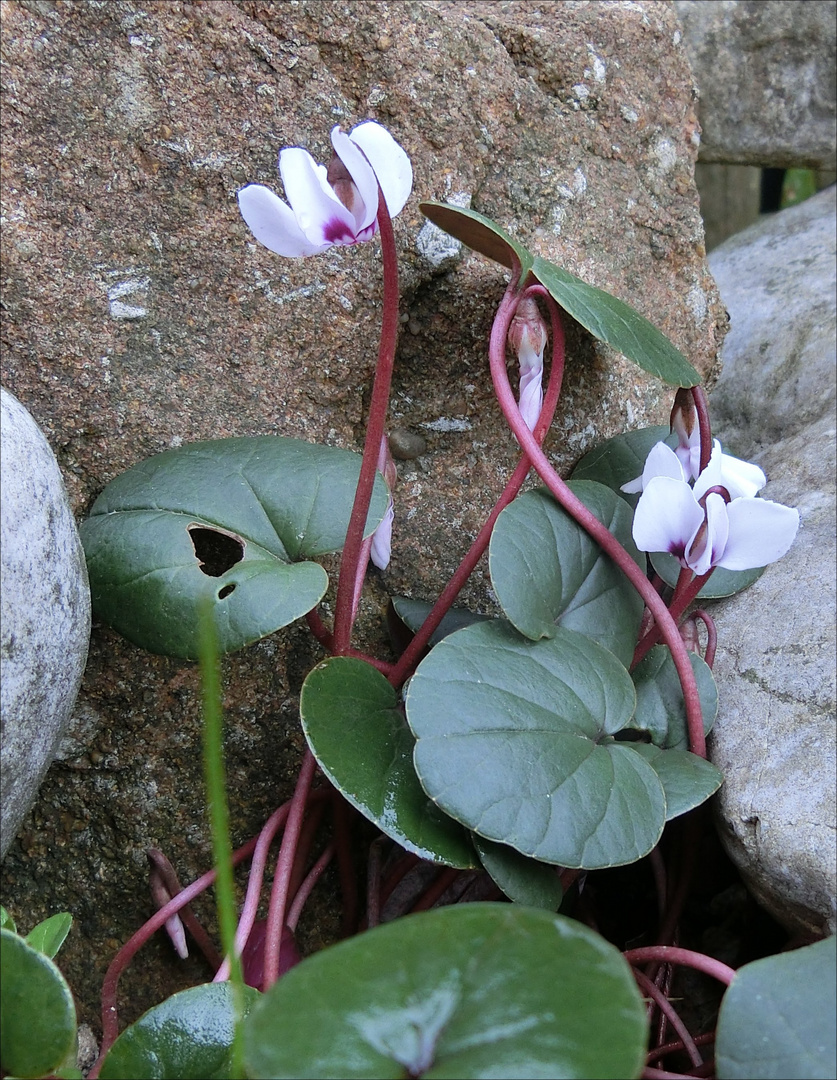 Weißes Alpenveilchen