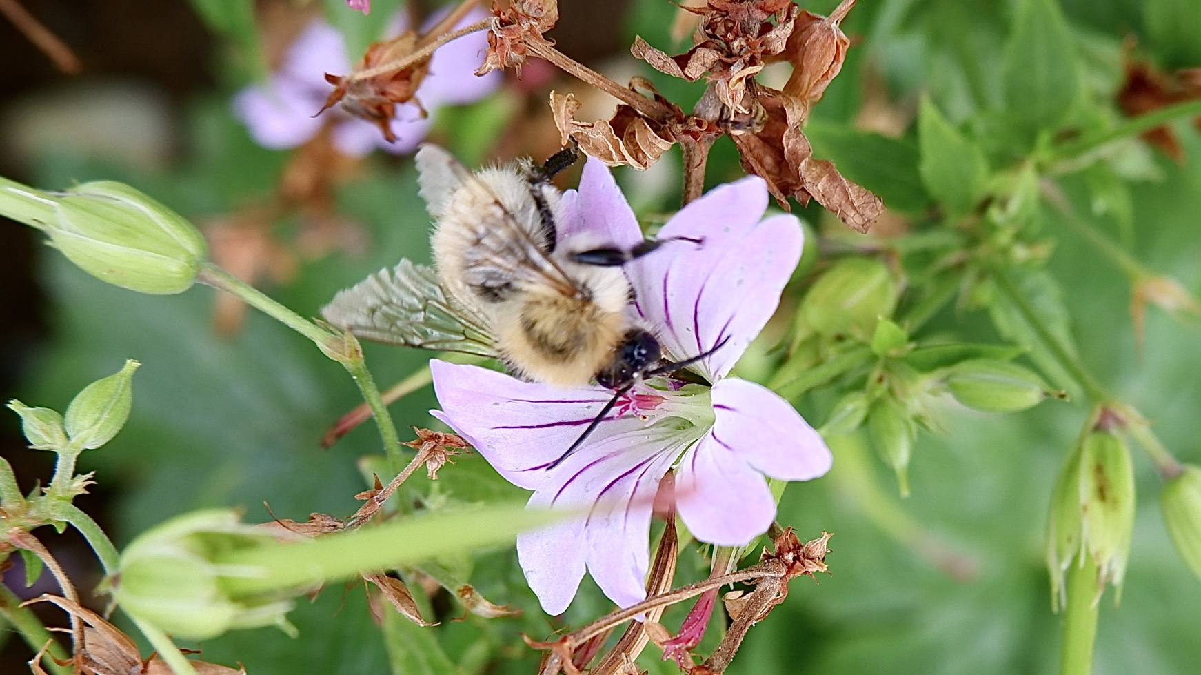 „Weißes Bienchen“