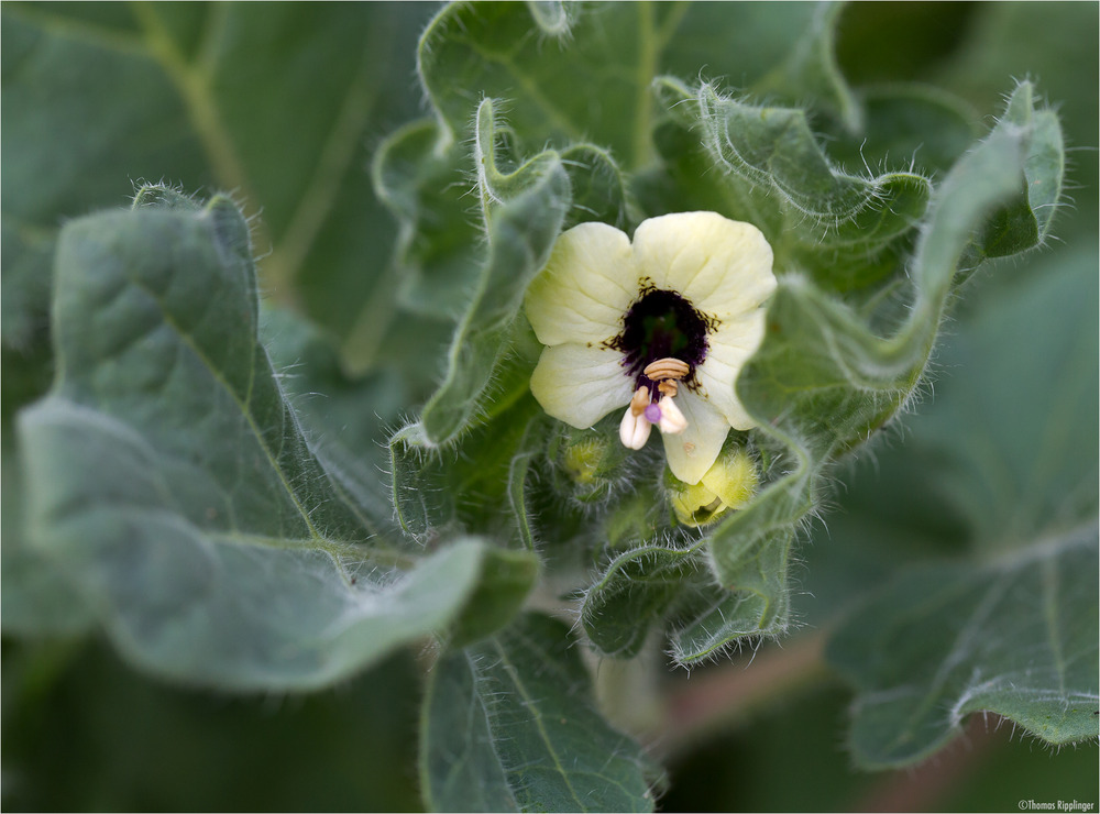 Weißes Bilsenkraut (Hyoscyamus albus).