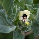 Weißes Bilsenkraut (Hyoscyamus albus).