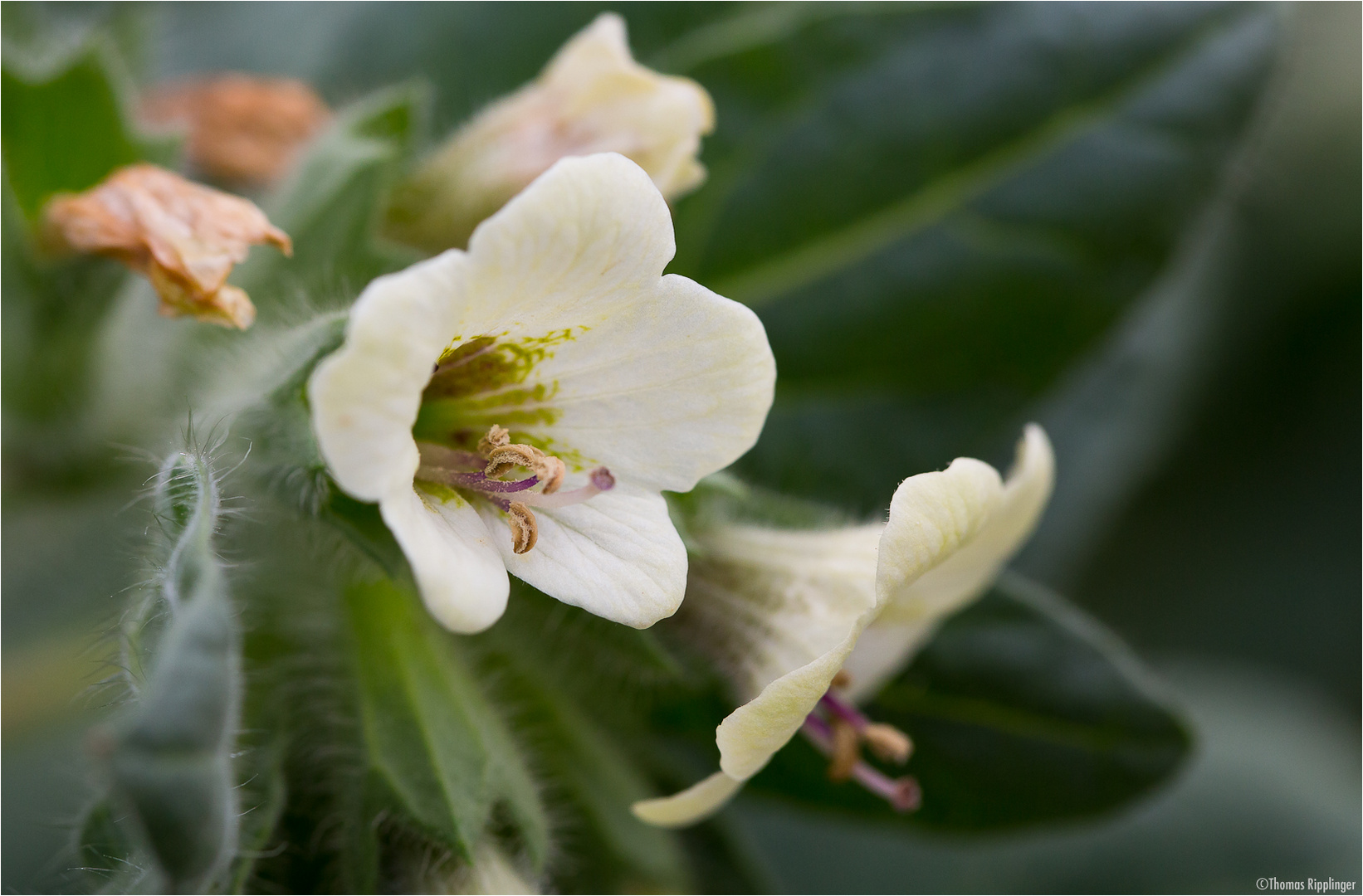 Weißes Bilsenkraut (Hyoscyamus albus)..