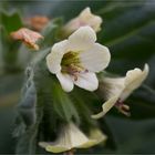 Weißes Bilsenkraut (Hyoscyamus albus)...