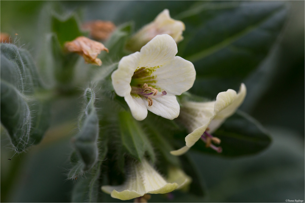 Weißes Bilsenkraut (Hyoscyamus albus)