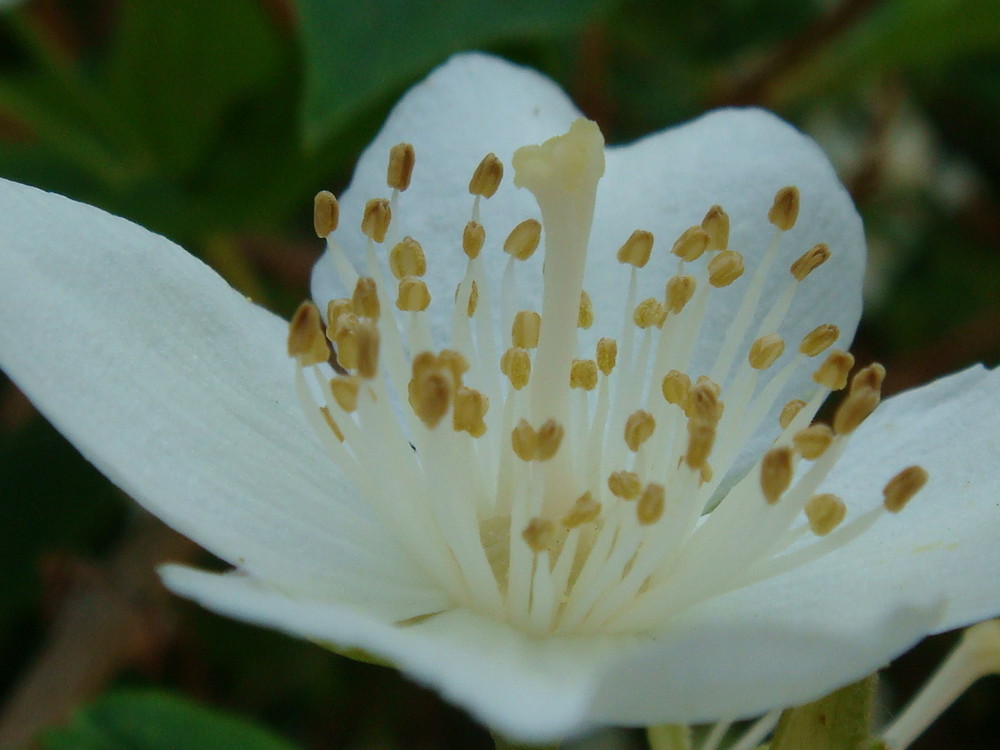 Weisses Blümchen