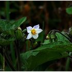 Weißes Blümchen der Schwarzer Nachtschatten