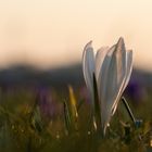 Weißes Blümchen im blauen Band