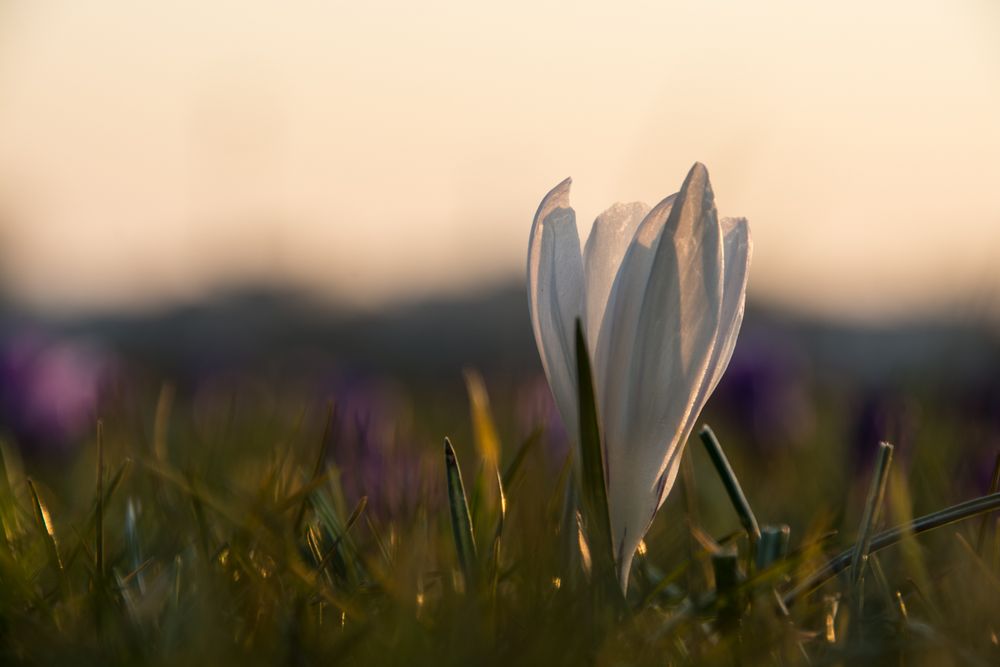 Weißes Blümchen im blauen Band