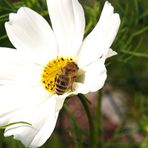 Weißes Blümchen mit Gast