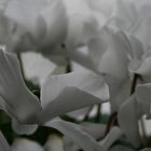 Weißes Blütenmeer
