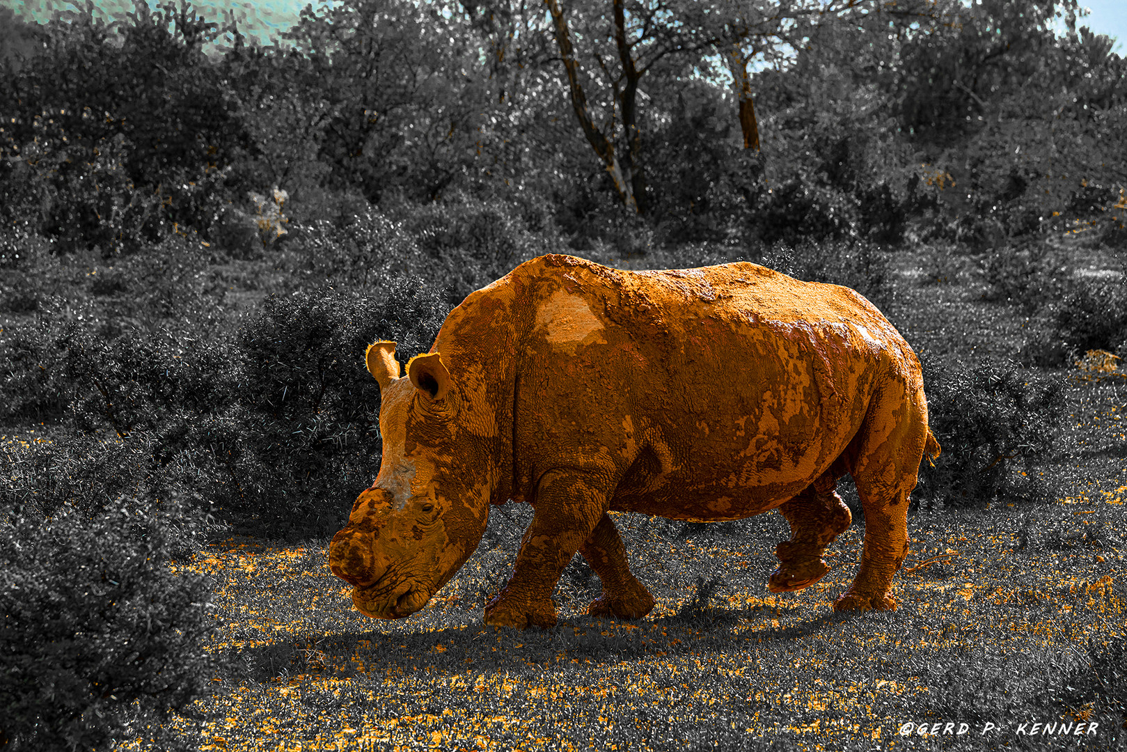 (Weißes-) Breitmaulnashorn im Camdeboo Game Reserve