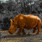 (Weißes-) Breitmaulnashorn im Camdeboo Game Reserve