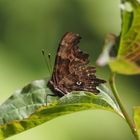 Weißes C (Polygonia c-album)