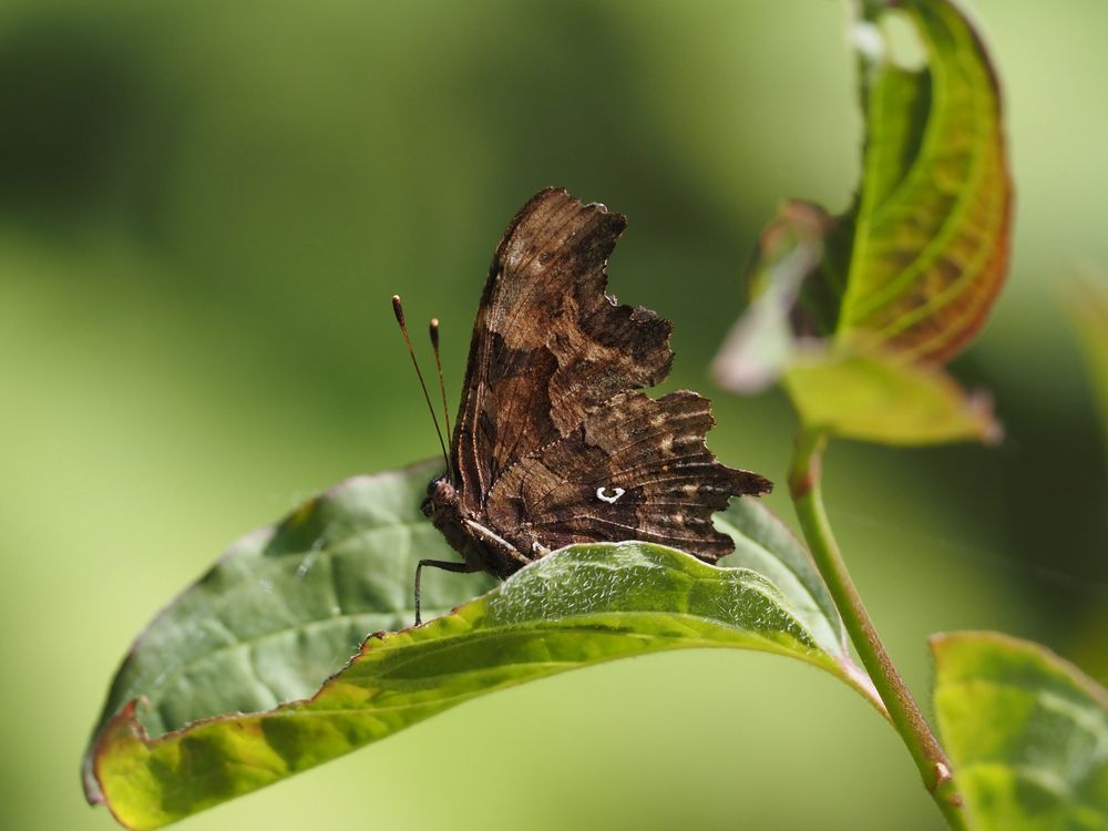 Weißes C (Polygonia c-album)