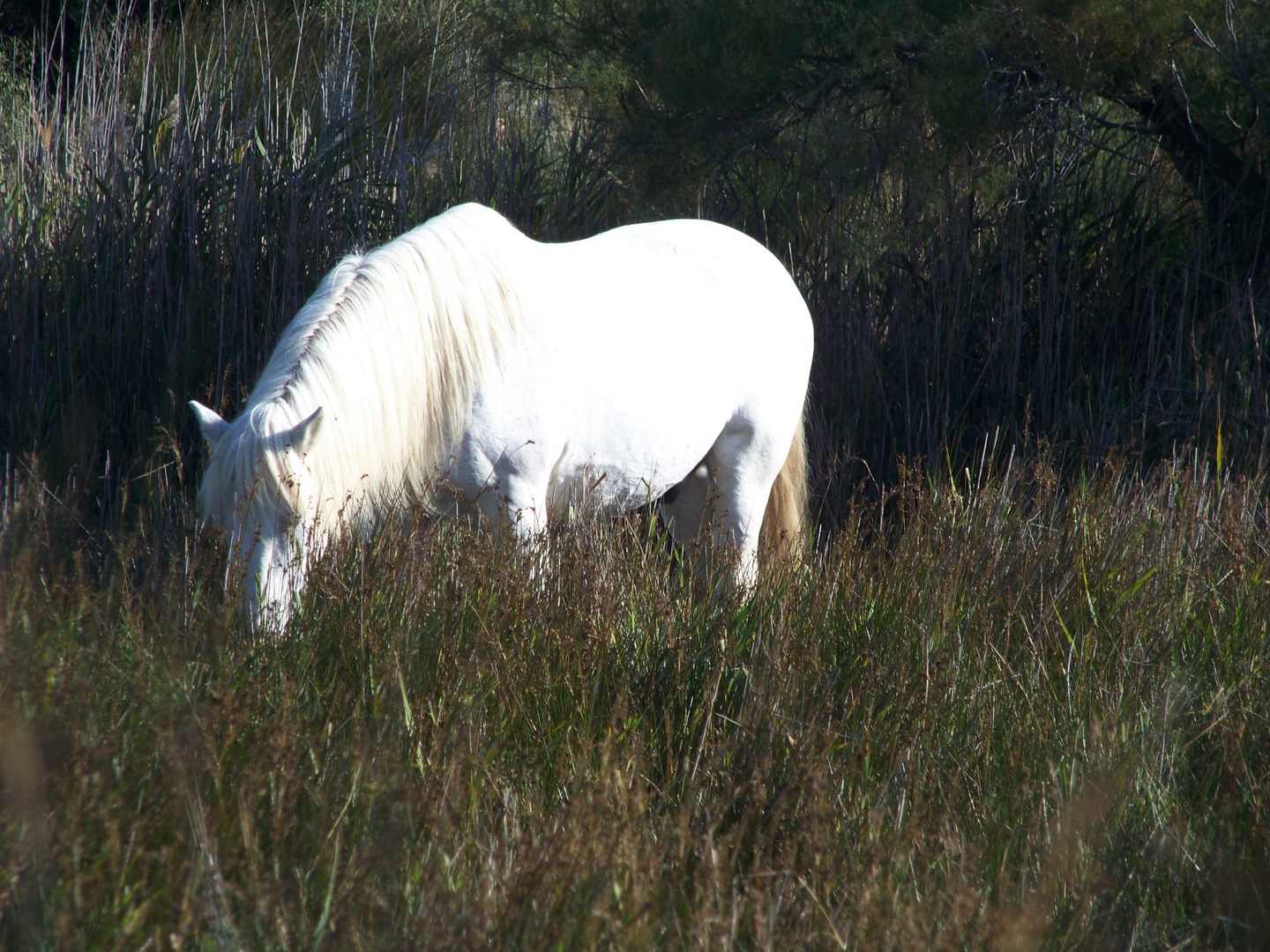 Weißes Camargue-Pferd in seiner Lieblingsumgebung