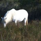 Weißes Camargue-Pferd in seiner Lieblingsumgebung