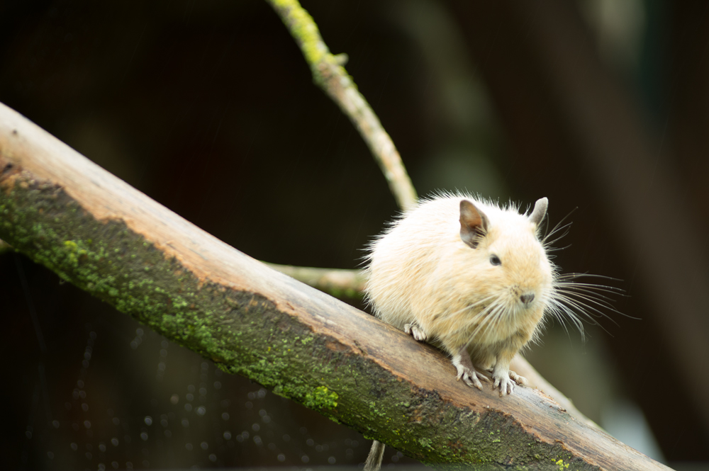 Weißes Degu im Regen