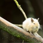 Weißes Degu im Regen