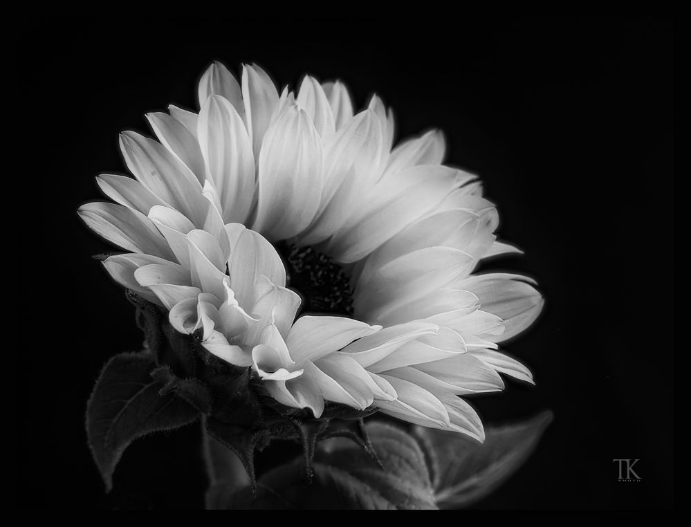 " weißes gelb " Foto & Bild | spezial, natur, sonnenblume Bilder auf ...