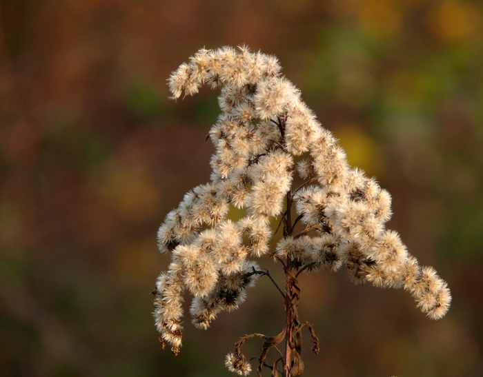 "Weißes Gold" im Herbst