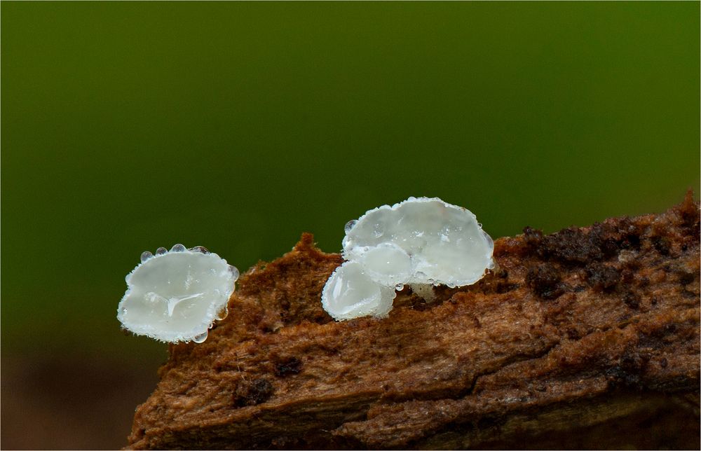 Weißes Haarbecherchen