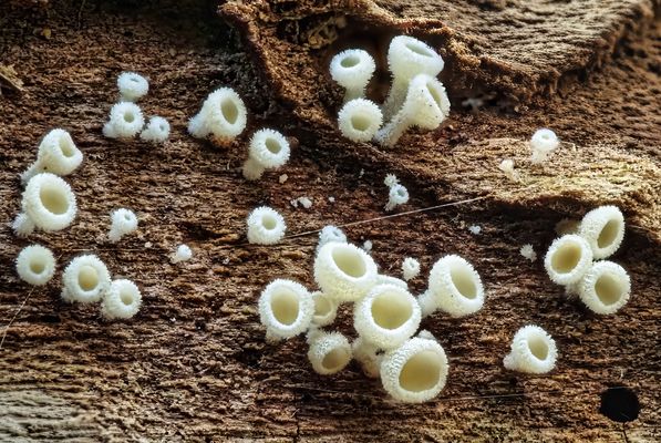 Weißes Haarbecherchen (Lachnum virgineum)