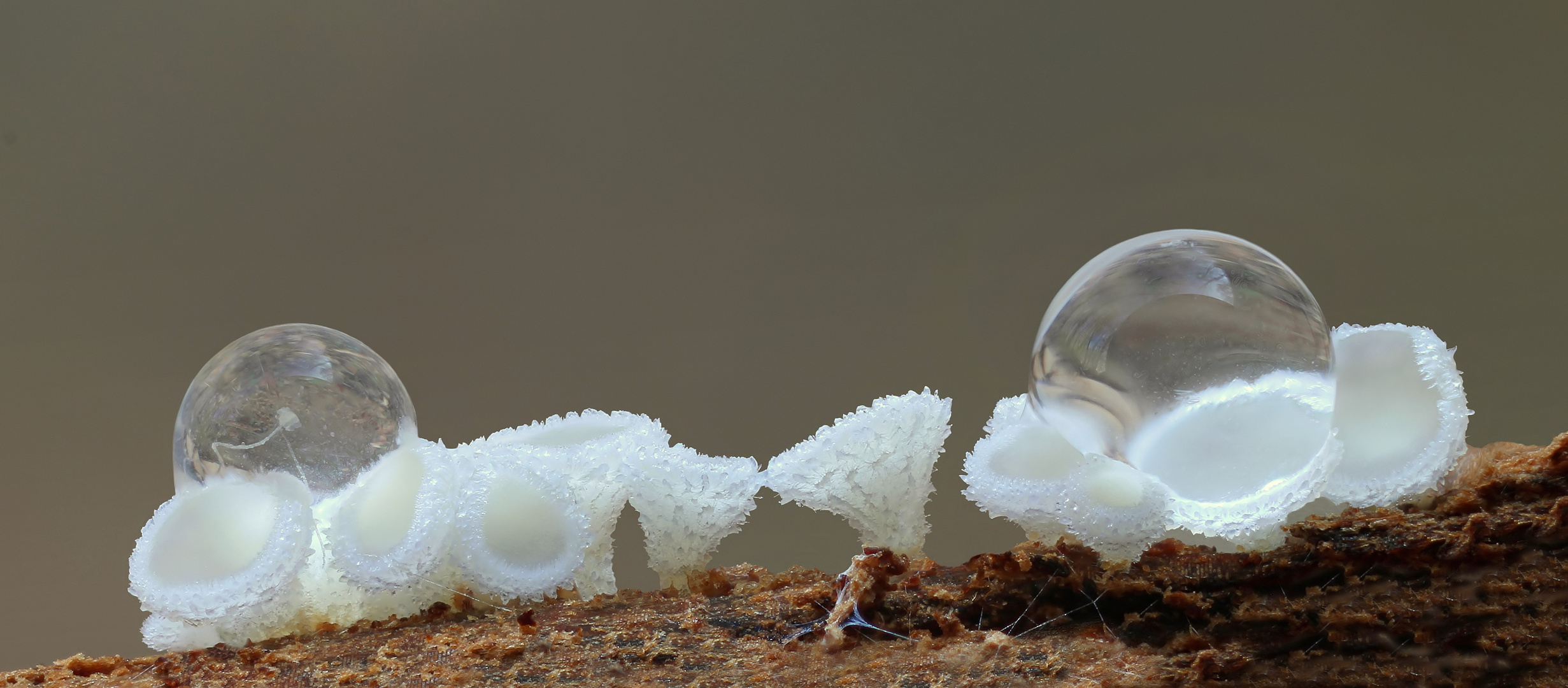 Weißes Haarbecherchen (Lachnum virgineum)