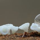 Weißes Haarbecherchen (Lachnum virgineum)