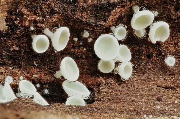 Weißes Haarbecherchen (Lachnum virgineum) mit Tau