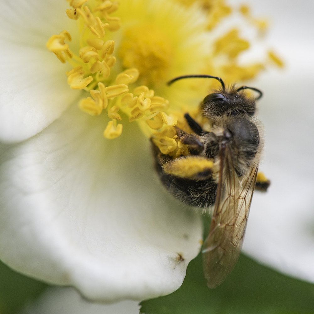 Weisses Heckenröschen 1 mit Besuch