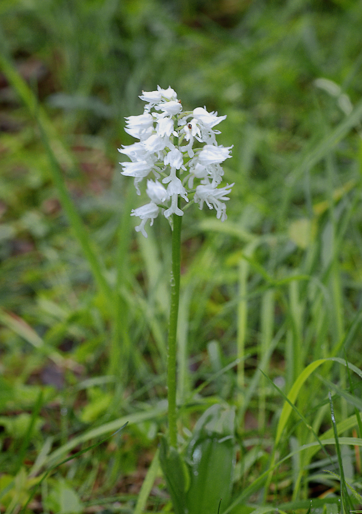 Weißes Helmknabenkraut