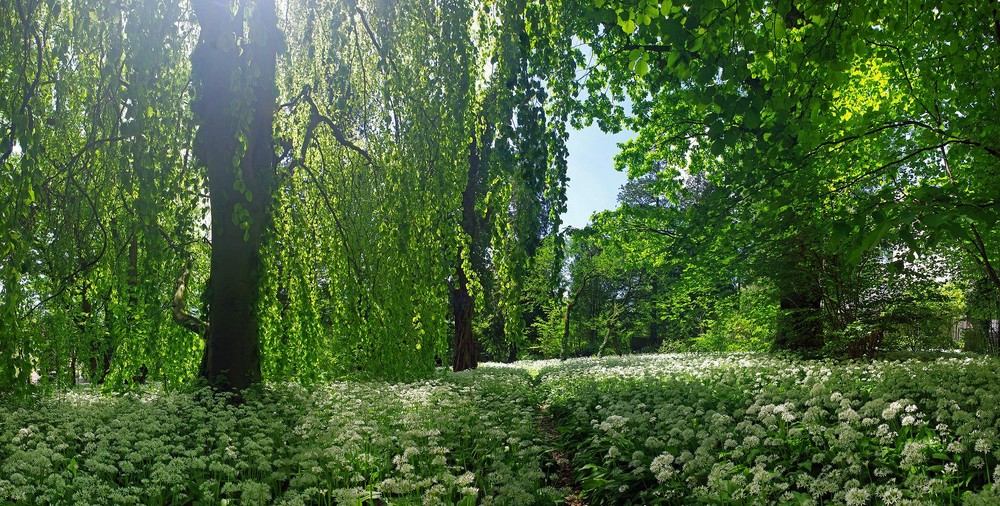 weißes Himmelbett