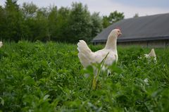 weißes Huhn auf Wiese