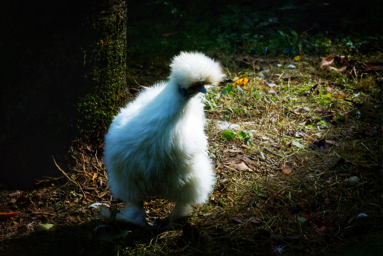 weißes huhn im sonnenlicht :-D