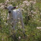 Weißes Kälbchen im Distelfeld