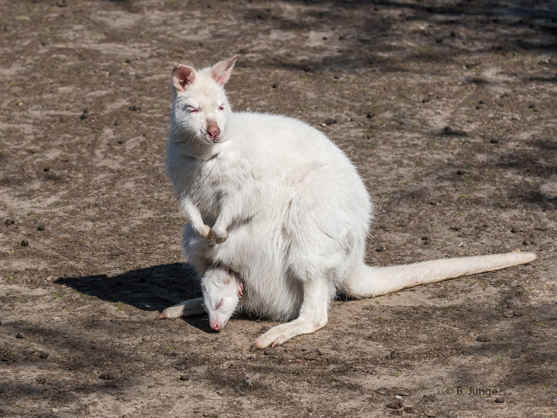 Weißes Känguru