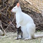 Weisses Känguru mit Nachwuchs