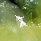 Weißes Kätzchen im Gras 