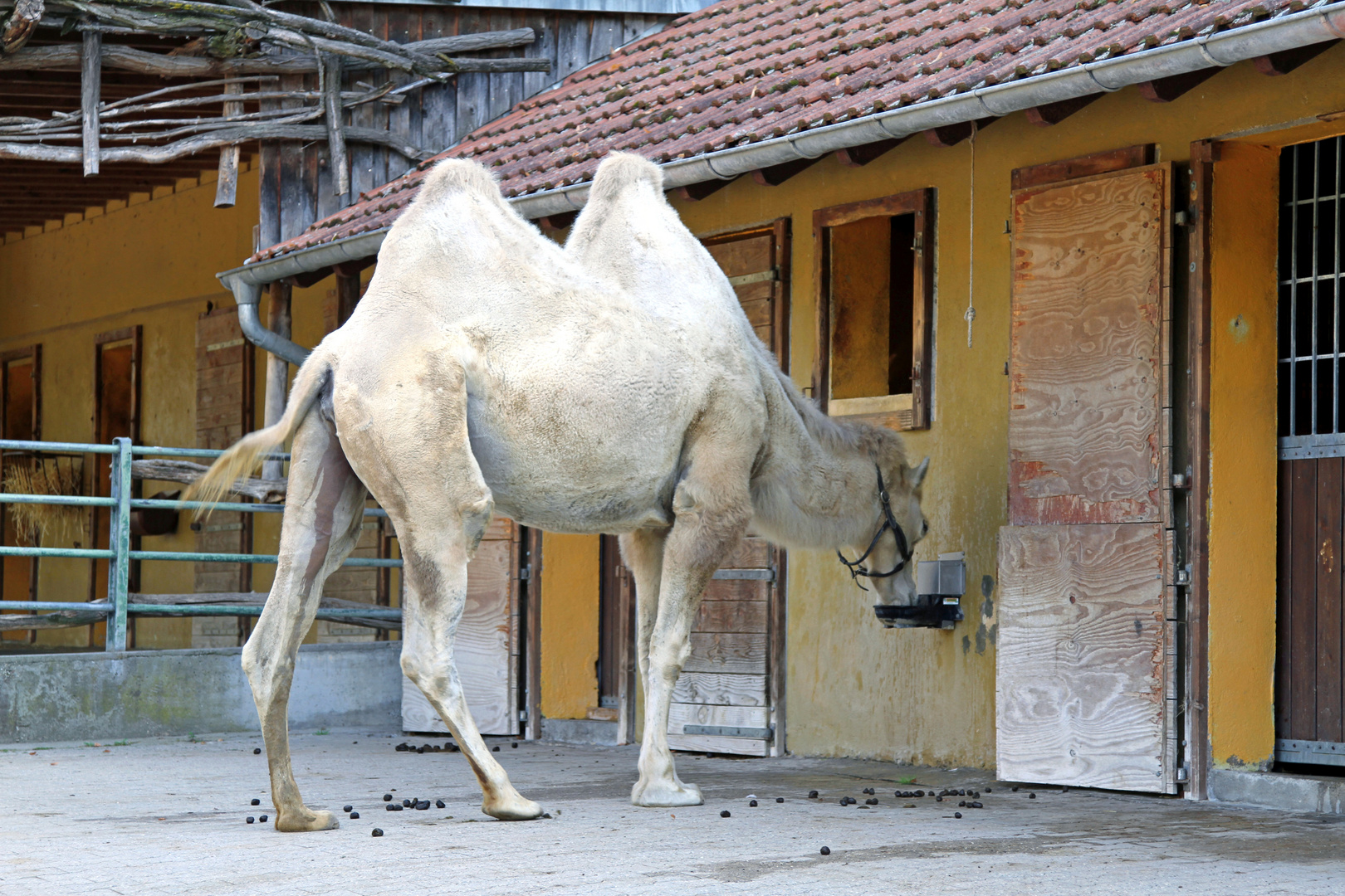 Weisses Kamel im Zoo Heidelberg