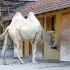 Weisses Kamel im Zoo Heidelberg