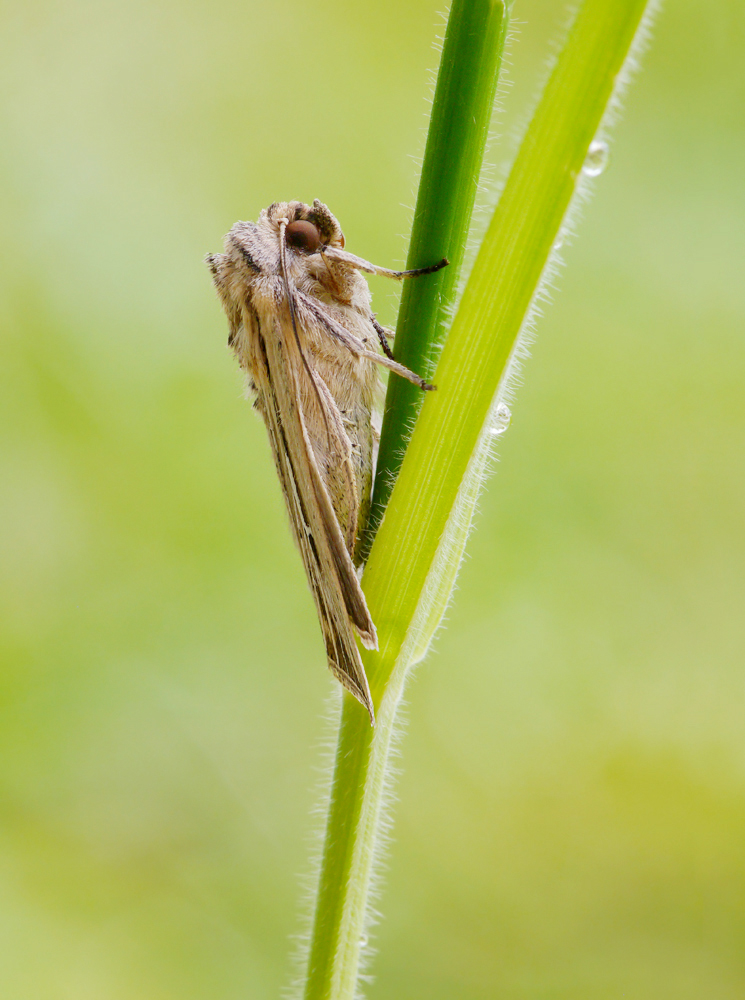 Weißes L (Mythimna lalbum) Foto & Bild Bilder auf