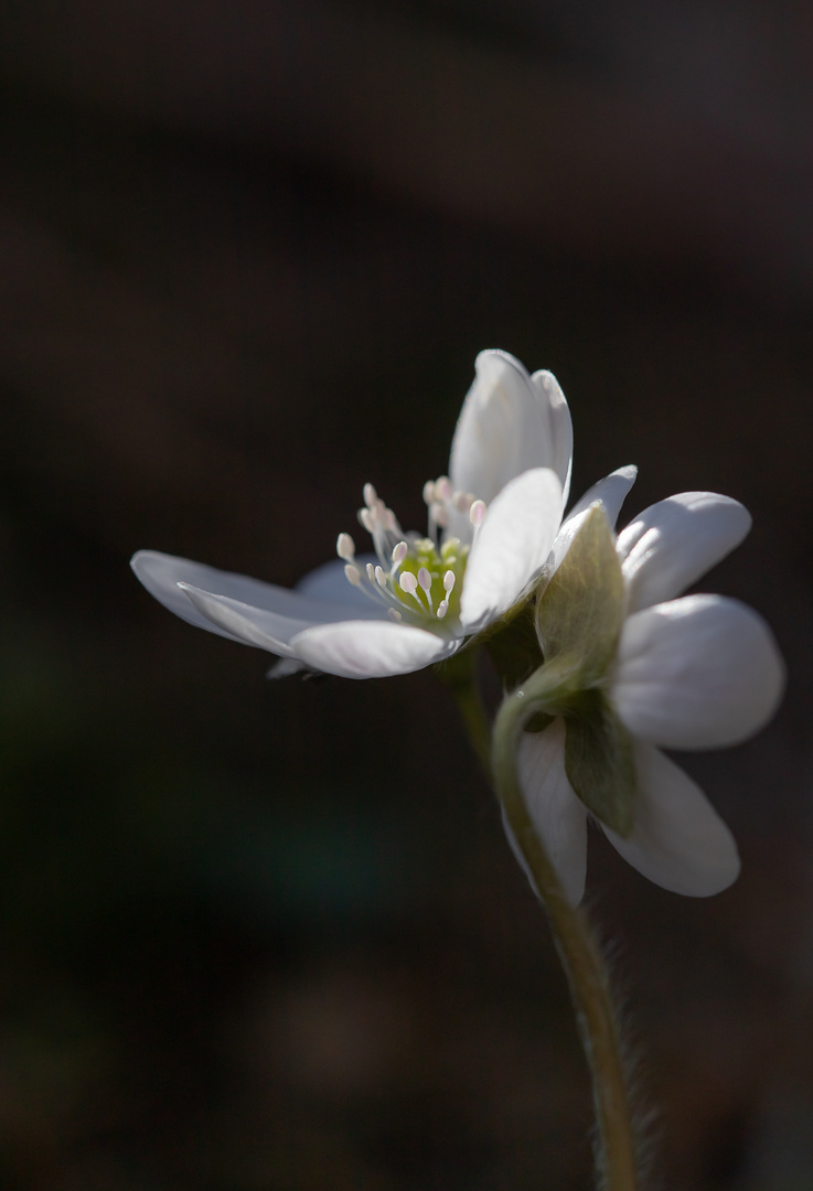 Weißes Leberblümchen